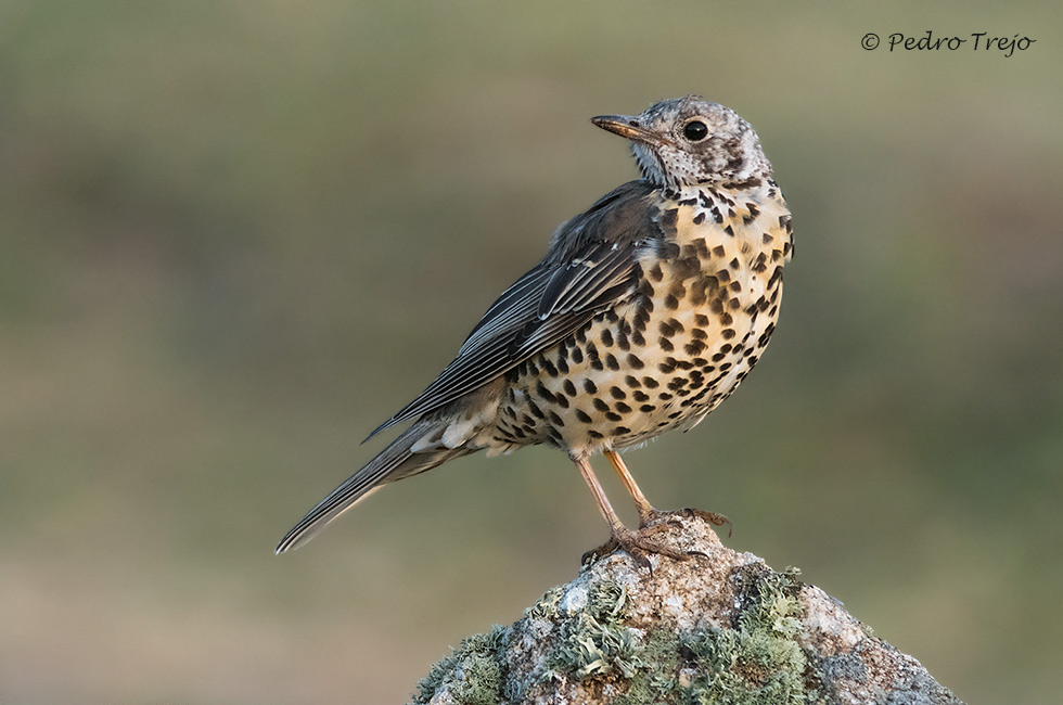 Zorzal charlo (Turdus viscivorus)